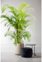 Palmier doré Aréca KingSize