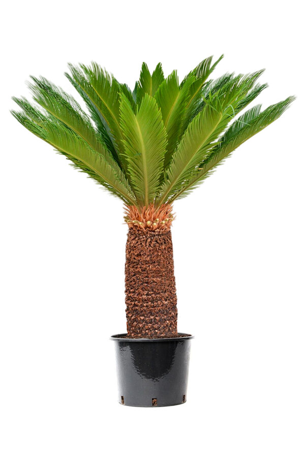 Cycas Revoluta XXL