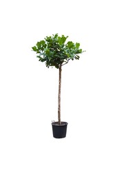 Ficus Lyrata KingSize