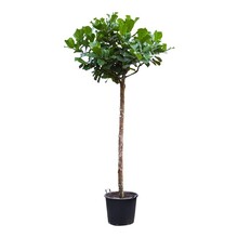 Ficus Lyrata