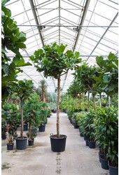 Ficus Lyrata KingSize