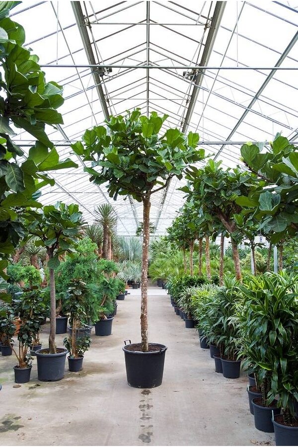 Ficus Lyrata KingSize