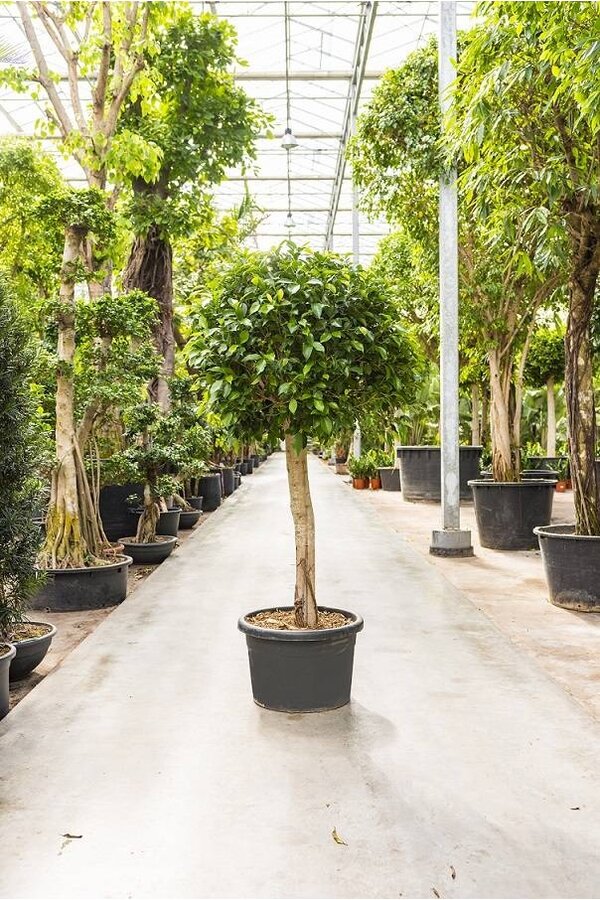 Ficus nitida KingSize