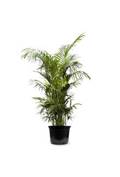Kentia KingSize
