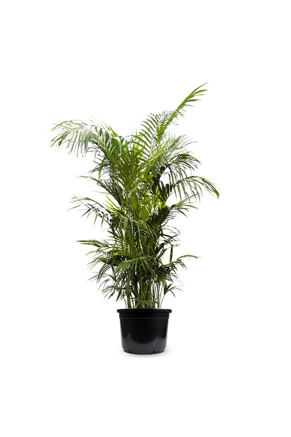 Kentia KingSize
