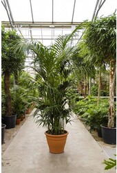 Kentia KingSize