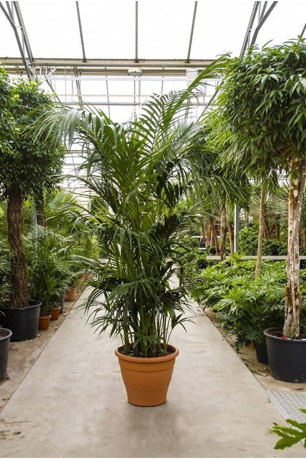 Kentia KingSize