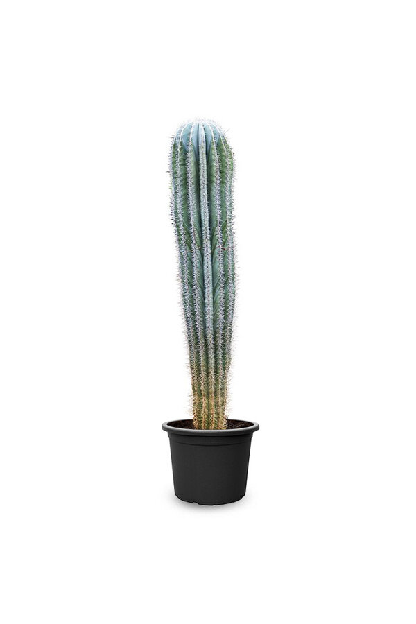 Cactus Pachycereus  KingSize