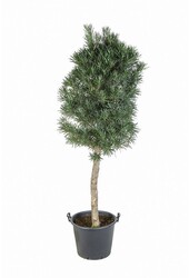 Podocarpus Stam KingSize