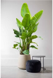Strelitzia Nicolai KingSize