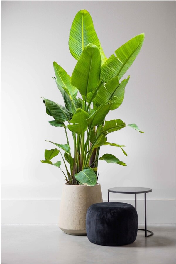 Strelitzia Nicolai KingSize