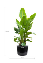 Strelitzia Nicolai KingSize