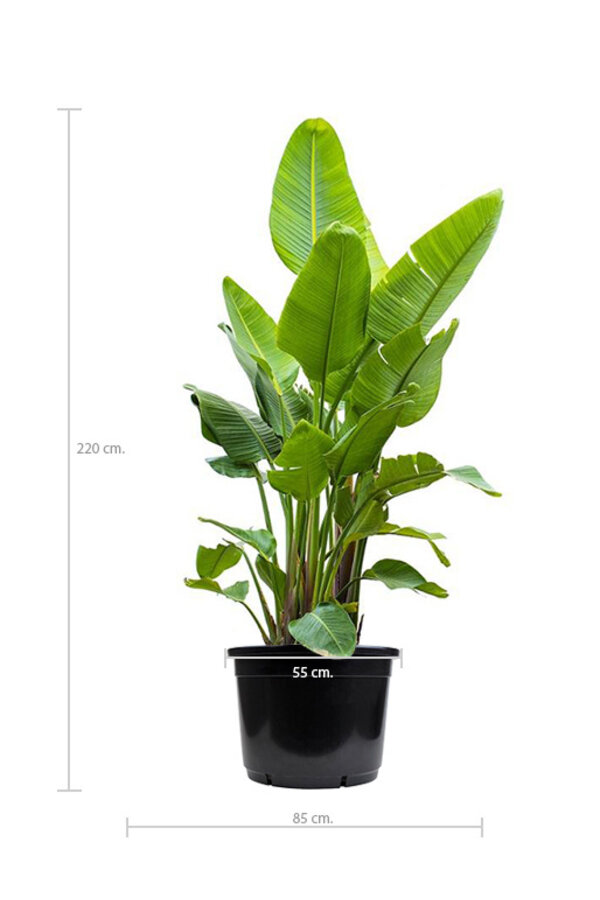 Strelitzia Nicolai KingSize