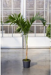 Veitchia KingSize