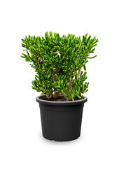 Crassula Horntree XXL