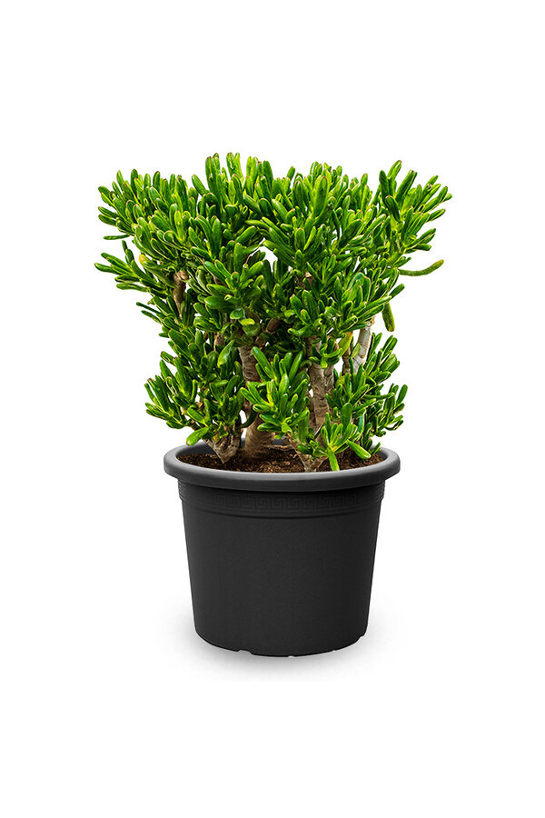 Crassula Horntree XXL