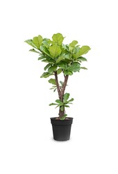 Ficus Lyrata Ramifié XL