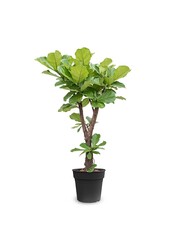 Ficus Lyrata Vertakt XL