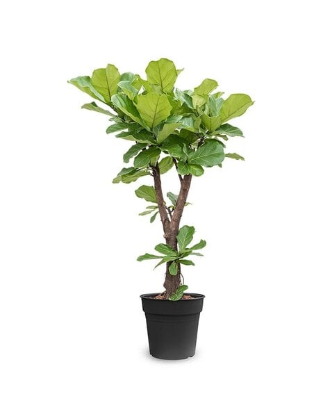 Ficus Lyrata