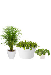 Plantenpakket palm en vetplanten in  Urban pot
