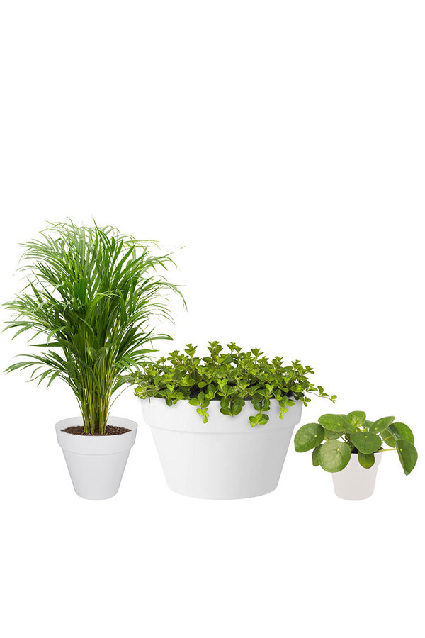 Plantenpakket palm en vetplanten in  Urban pot