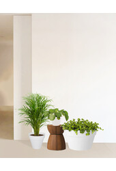 Plantenpakket palm en vetplanten in  Urban pot