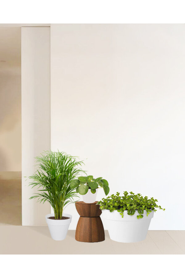 Plantenpakket palm en vetplanten in  Urban pot