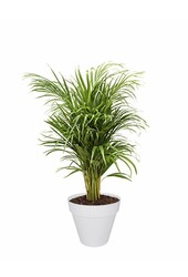Plantenpakket palm en vetplanten in  Urban pot