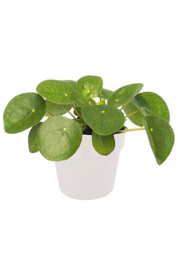 Kit de plantes palmier et plantes grasses en pot Urban