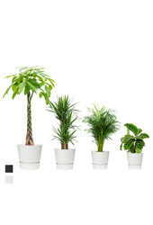 Pack de plantes tropicales en pot Greenville