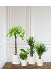 Plantenpakket Tropische planten in Greenville pot