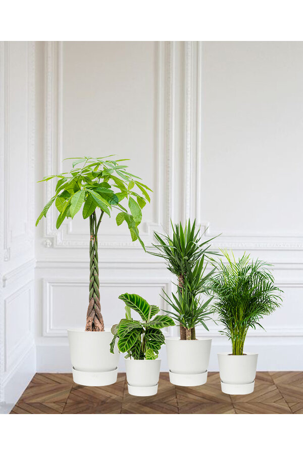 Plantenpakket Tropische planten in Greenville pot