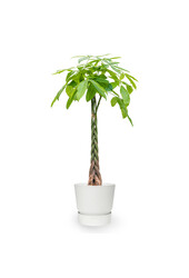 Plantenpakket Tropische planten in Greenville pot