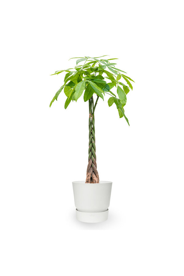 Plantenpakket Tropische planten in Greenville pot