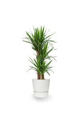 Plantenpakket Tropische planten in Greenville pot