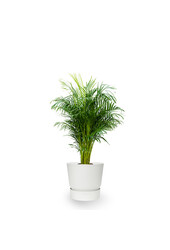 Plantenpakket Tropische planten in Greenville pot