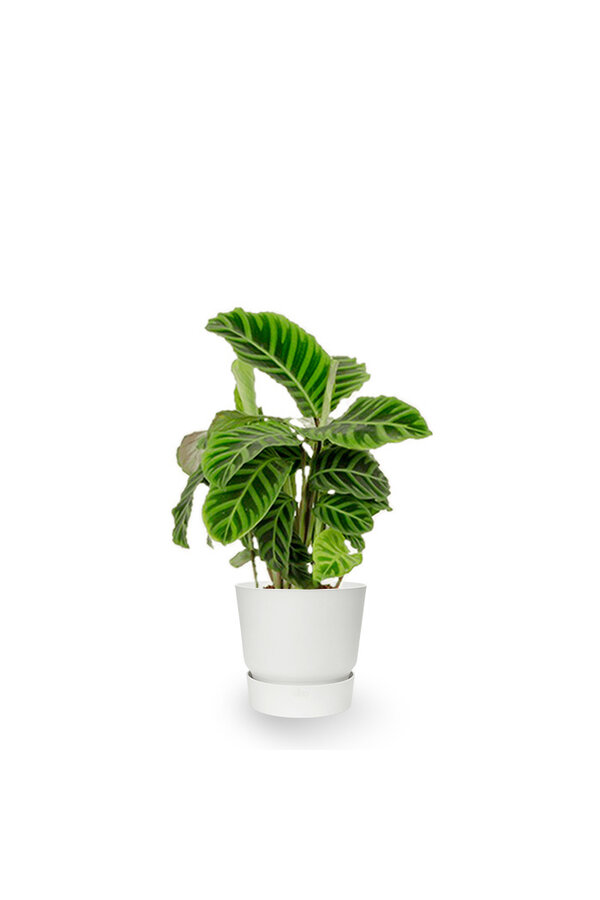 Plantenpakket Tropische planten in Greenville pot