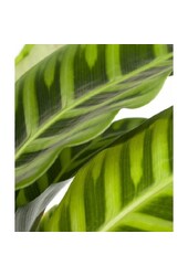 Pack de plantes tropicales en pot Greenville