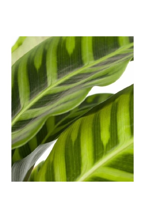 Pack de plantes tropicales en pot Greenville