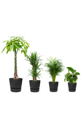 Plantenpakket Tropische planten in Greenville pot