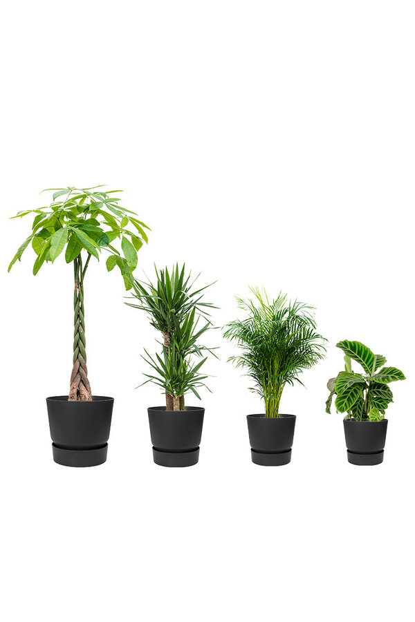 Plantenpakket Tropische planten in Greenville pot