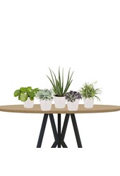 Plantenpakket vetplanten in Elho pot