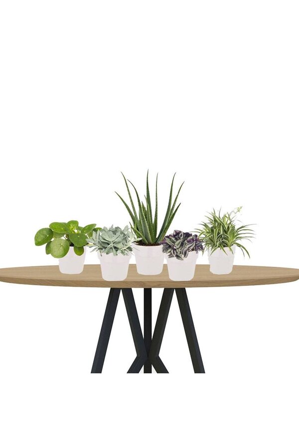 Plantenpakket vetplanten in Elho pot