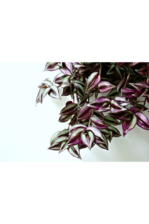 Pack de plantes succulentes en pot Elho