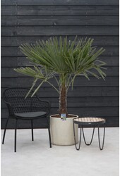 Trachycarpus waaierpalm XL