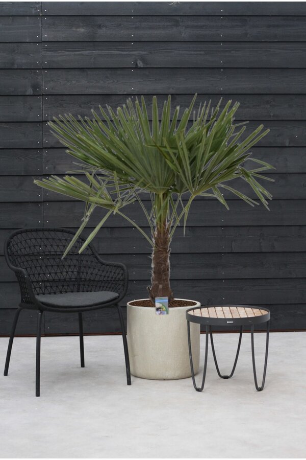 Trachycarpus waaierpalm XL