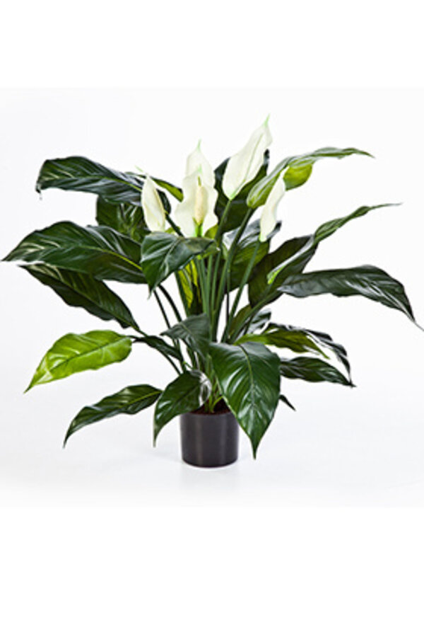 Spathiphyllum plante artificielle