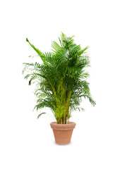 Palmier doré Aréca kingsize en Terre Cuite