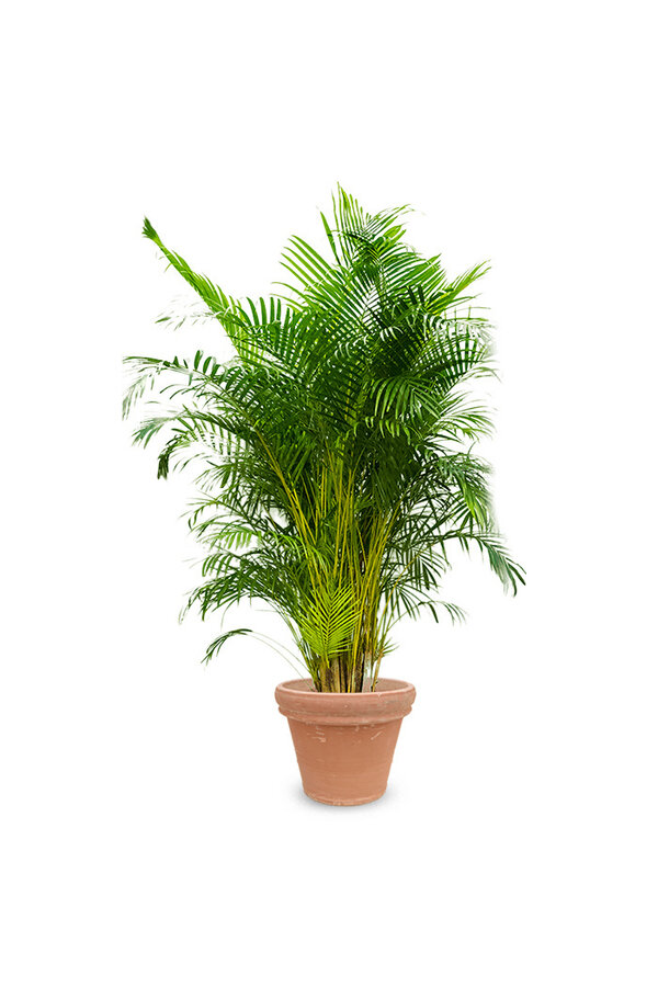 Palmier doré Aréca kingsize en Terre Cuite