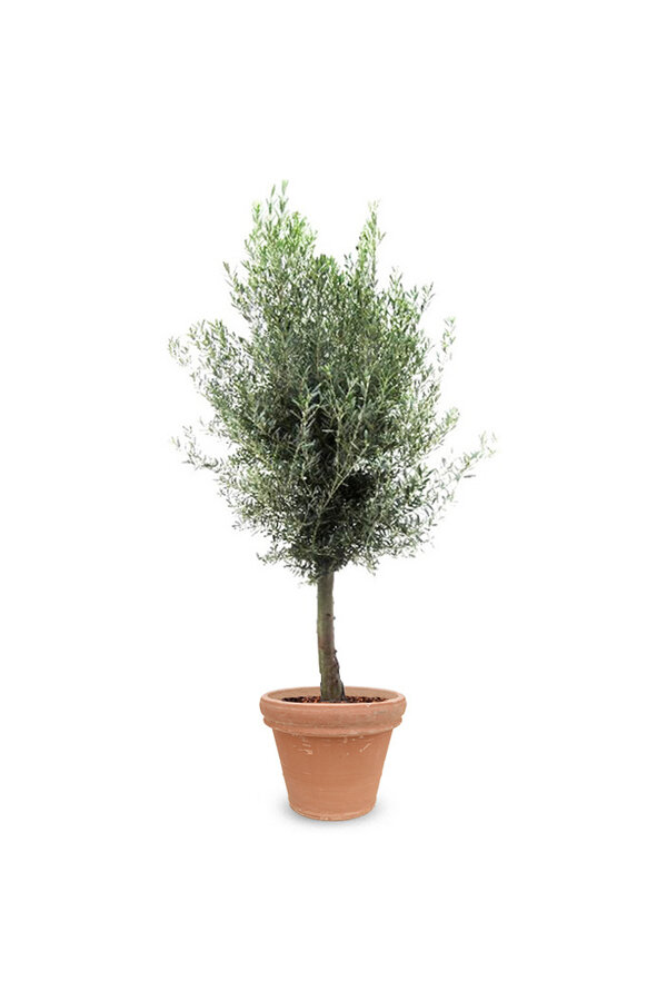 Olivier XXXL en Terra Cotta